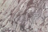 Polished, Neoproterozoic Stromatolite (Conophyton) - Morocco #377228-1